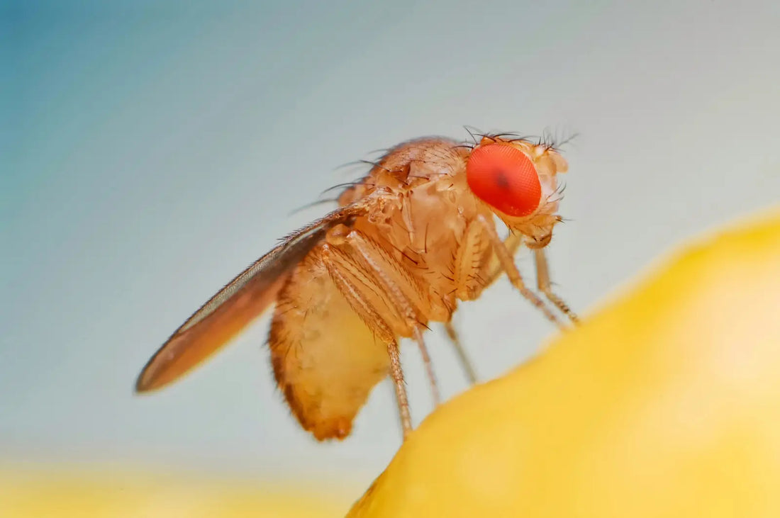 Die lieben Fruchtfliegen
