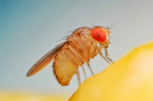 Die lieben Fruchtfliegen