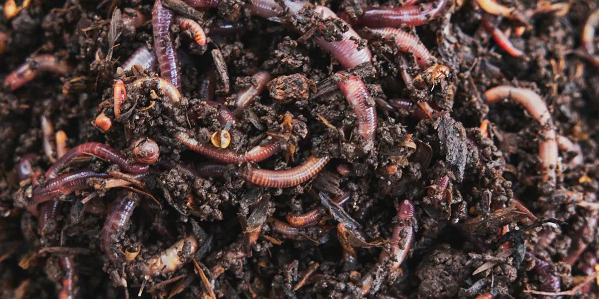 Kompostwürmer im Kompost