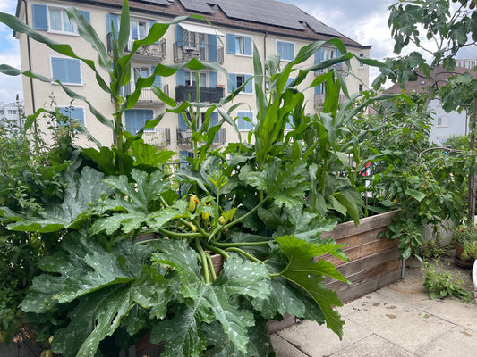 Gutes Wachstum von Gemüse mit Terra Preta im Hochbeet | WormUp