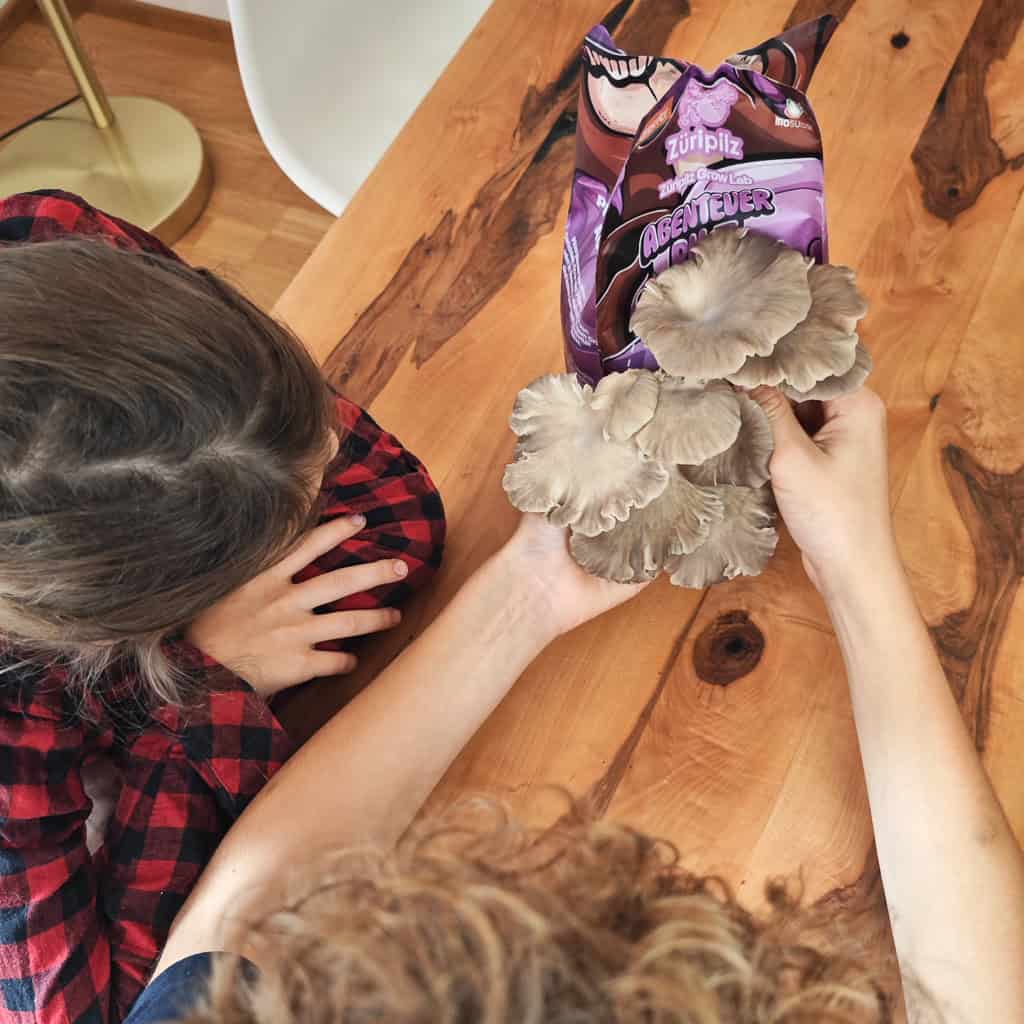 Pilzzuchtset Gourmet – frische Austernseitlinge