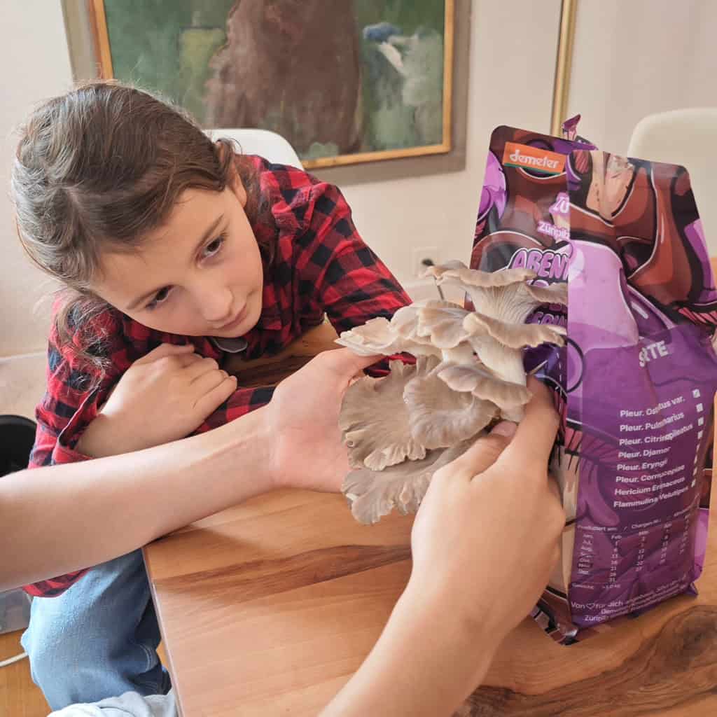 Pilzzuchtset Gourmet – frische Austernseitlinge