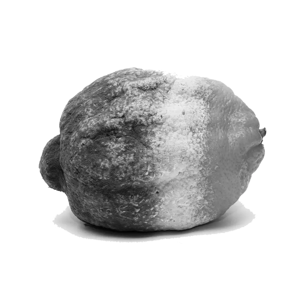 verschimmelte Zitrone